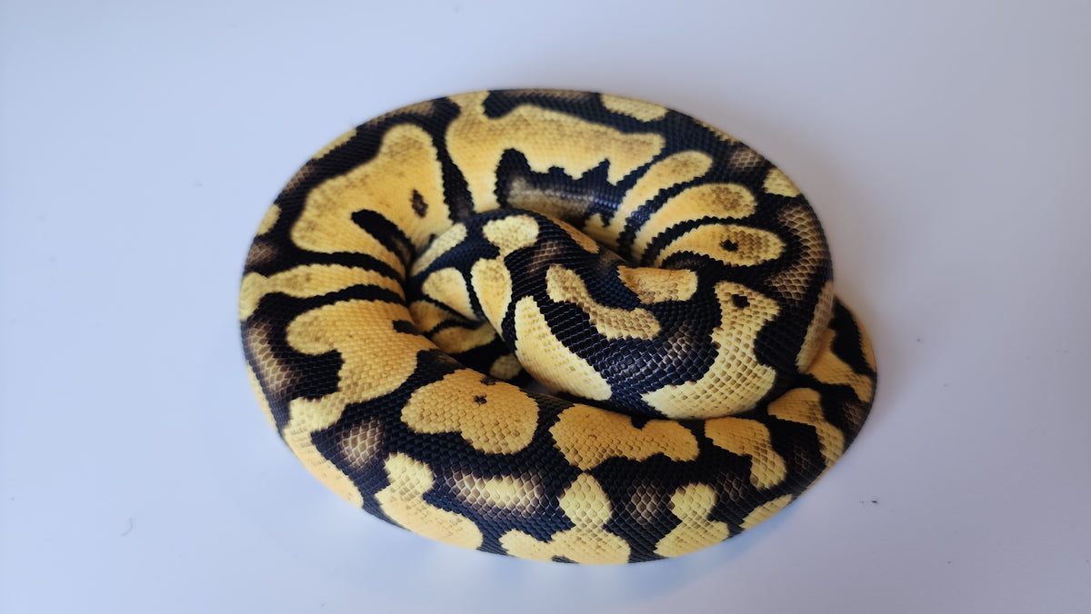 Puzzel Ball Python Female Pastel Yellow Belly Het Puzzle Ball Python – Frank Cuzzolina