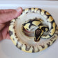 Female Pastel Yellow Belly Het Puzzle Ball Python