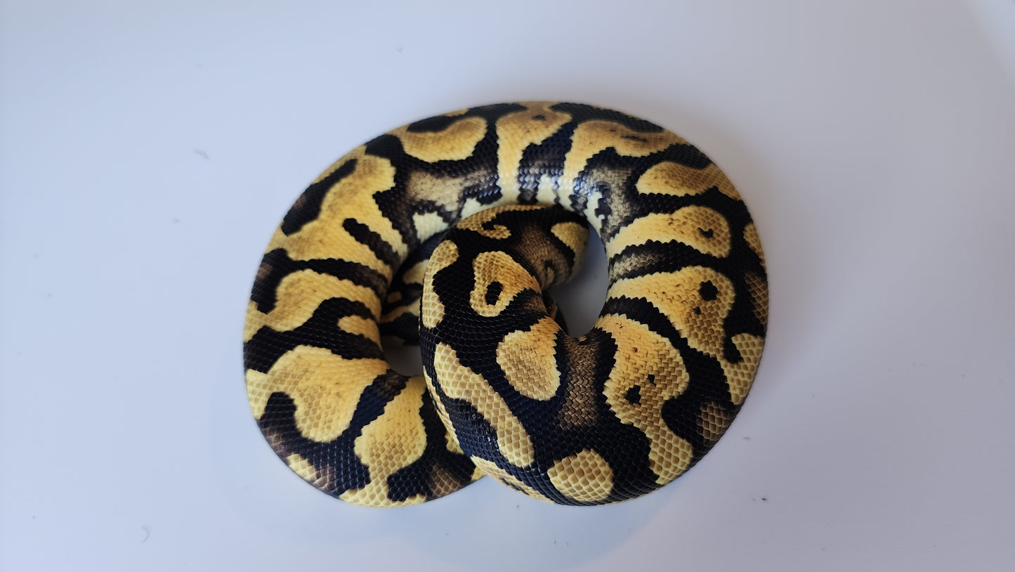 Male Pastel Het Puzzle Ball Python