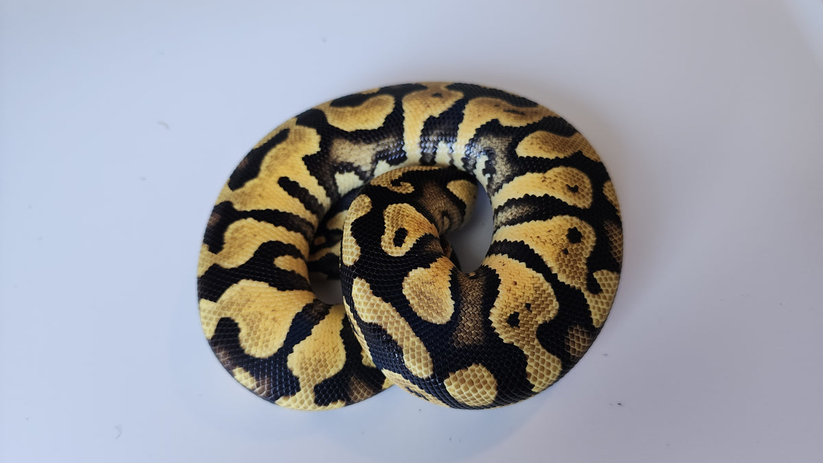 Hett Ball Python Male Pastel Het Puzzle Ball Python – Frank Cuzzolina