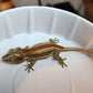 6 Stripe Red Stripe/Blotched Gargoyle Gecko (Heavy Pattern Lineage!)