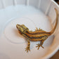 6 Stripe Red Stripe/Blotched Gargoyle Gecko (Heavy Pattern!)