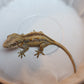 Orange Blotched/Striped Gargoyle Gecko