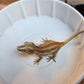 Red Stripe/Blotched Gargoyle Gecko