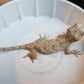 Orange Blotched Gargoyle Gecko