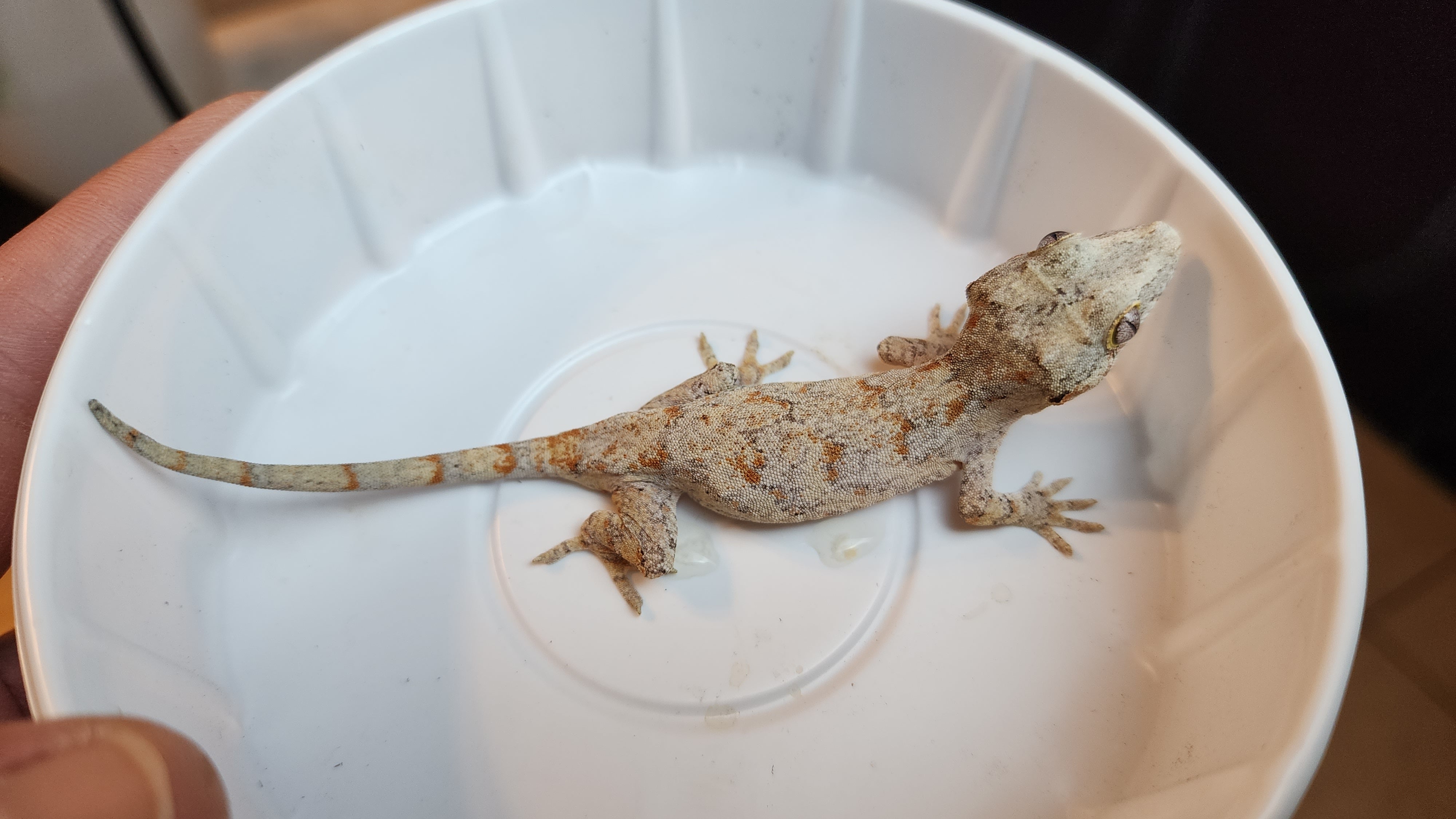 Geeky Gecko Creations
