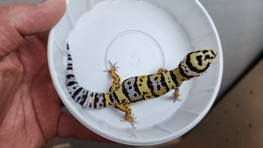 Afghanicus Bold Leopard Gecko (looking female)