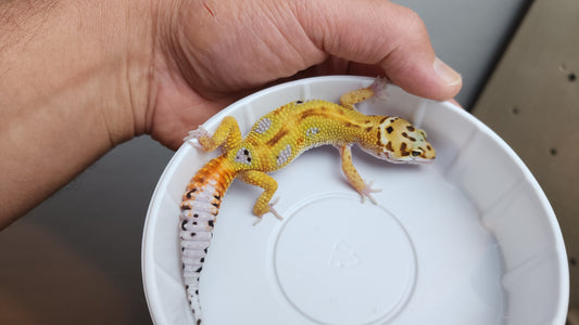 Red Stripe Inferno Tangerine Bold Emerine Carrot Tail Pos White and Yellow Leopard Gecko (looking female)