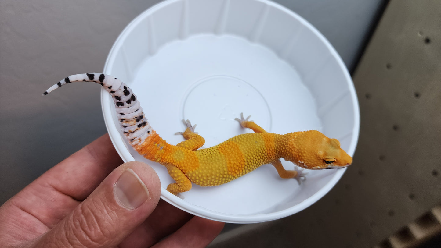 Mandarin Inferno Bold Emerine Carrot Tail Het Tremper Albino Leopard Gecko (looking male)