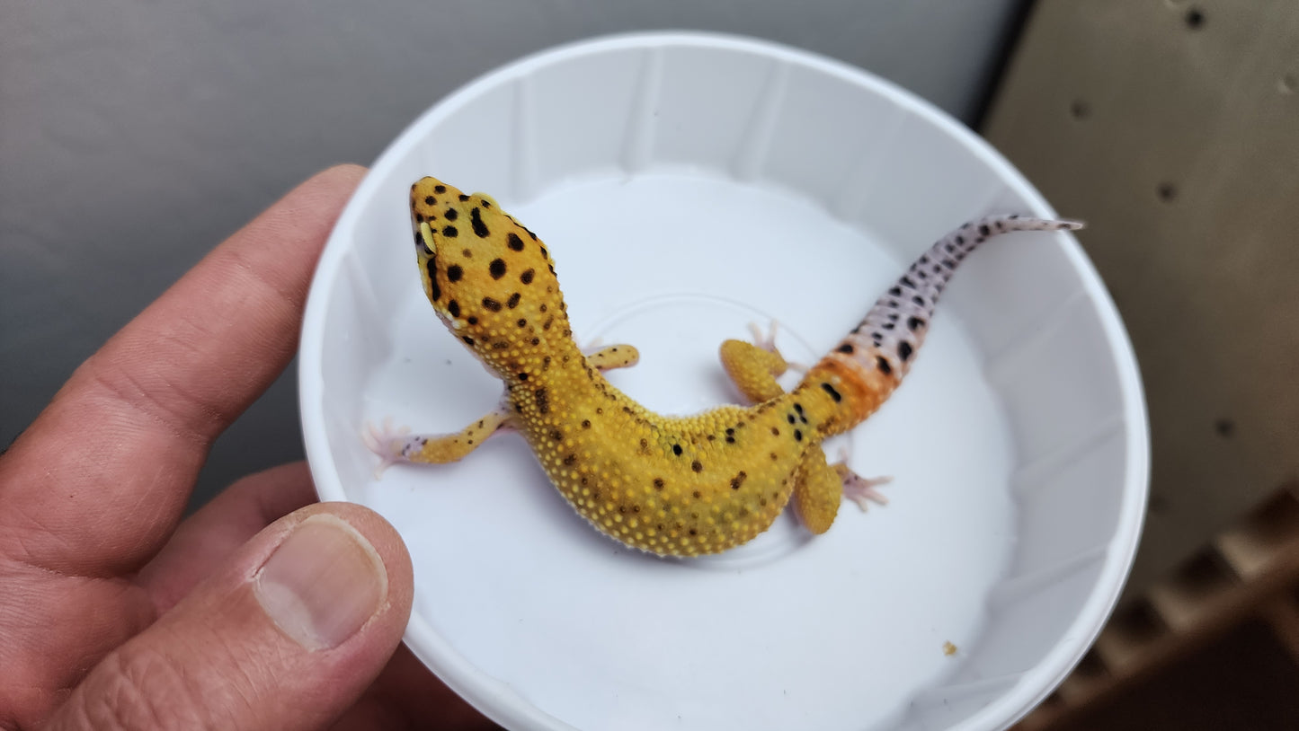 Inferno Tangerine Bold Emerine Carrot Tail Leopard Gecko (looking male)