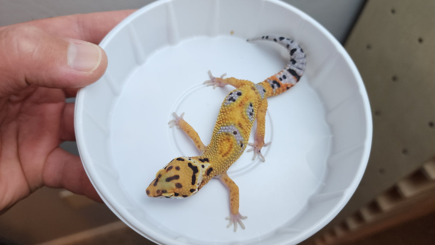 Inferno Tangerine Bold EmerineJungle Carrot Tail Leopard Gecko (looking male)