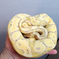 Male Banana Vanilla Het Clown Ball Python