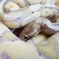 Male Banana Vanilla Het Clown Ball Python