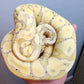 Male Banana Vanilla Het Clown Ball Python