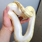 Male Banana Vanilla Het Clown Ball Python