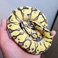 Female Super Pastel Enchi Het Clown Ball Python