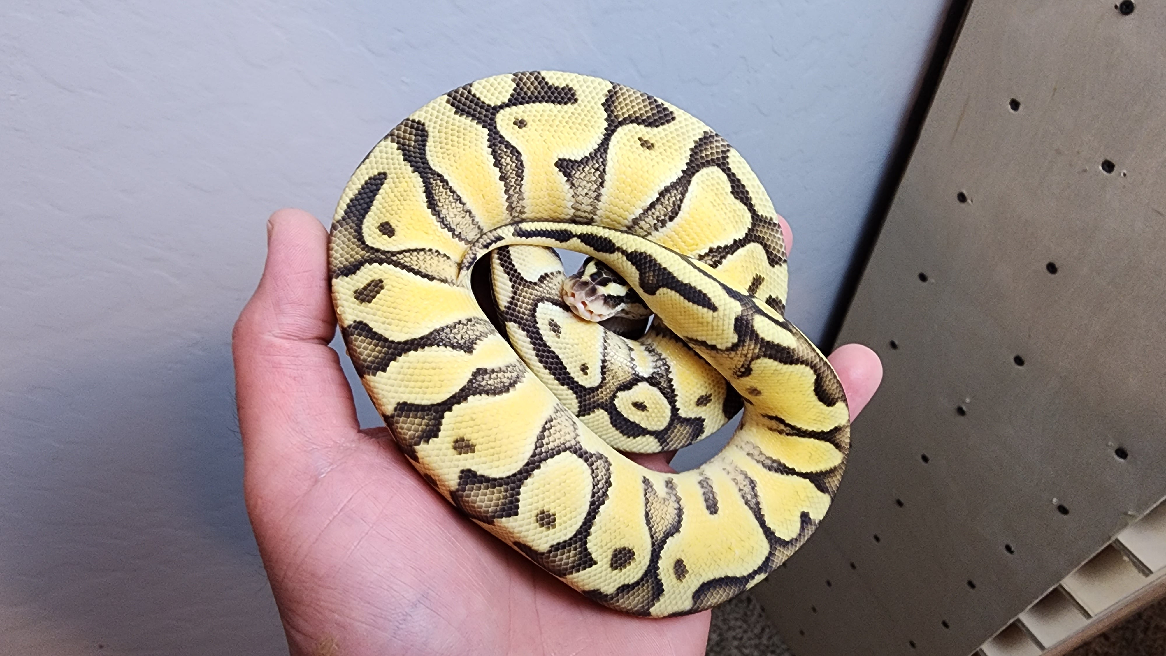 Super Pastel Spider Ball Python