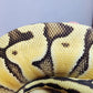 Female Super Pastel Enchi Het Clown Ball Python