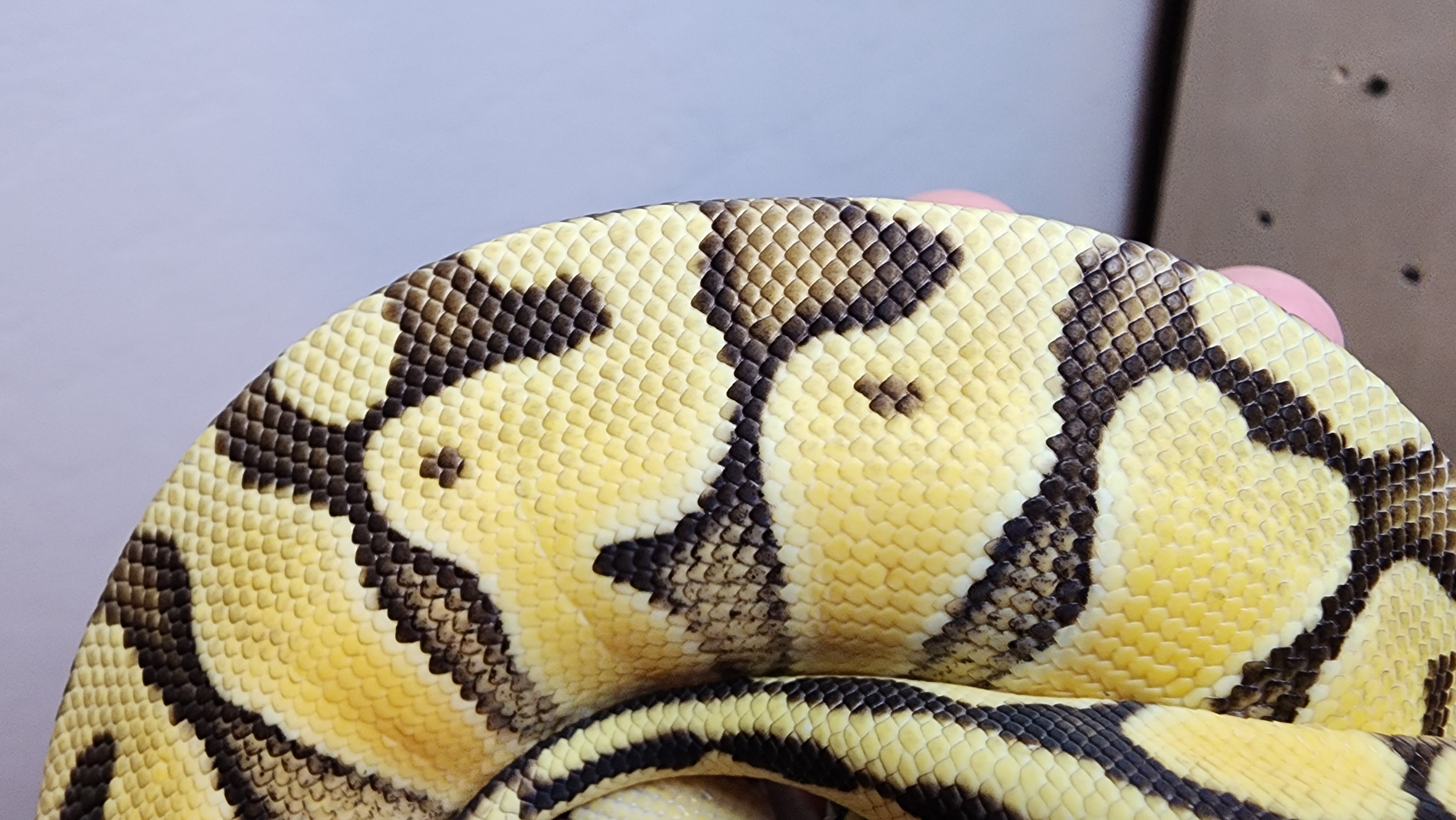 Female Enchi Ball Python Female Super Pastel Enchi Het Clown Ball Python – Frank Cuzzolina