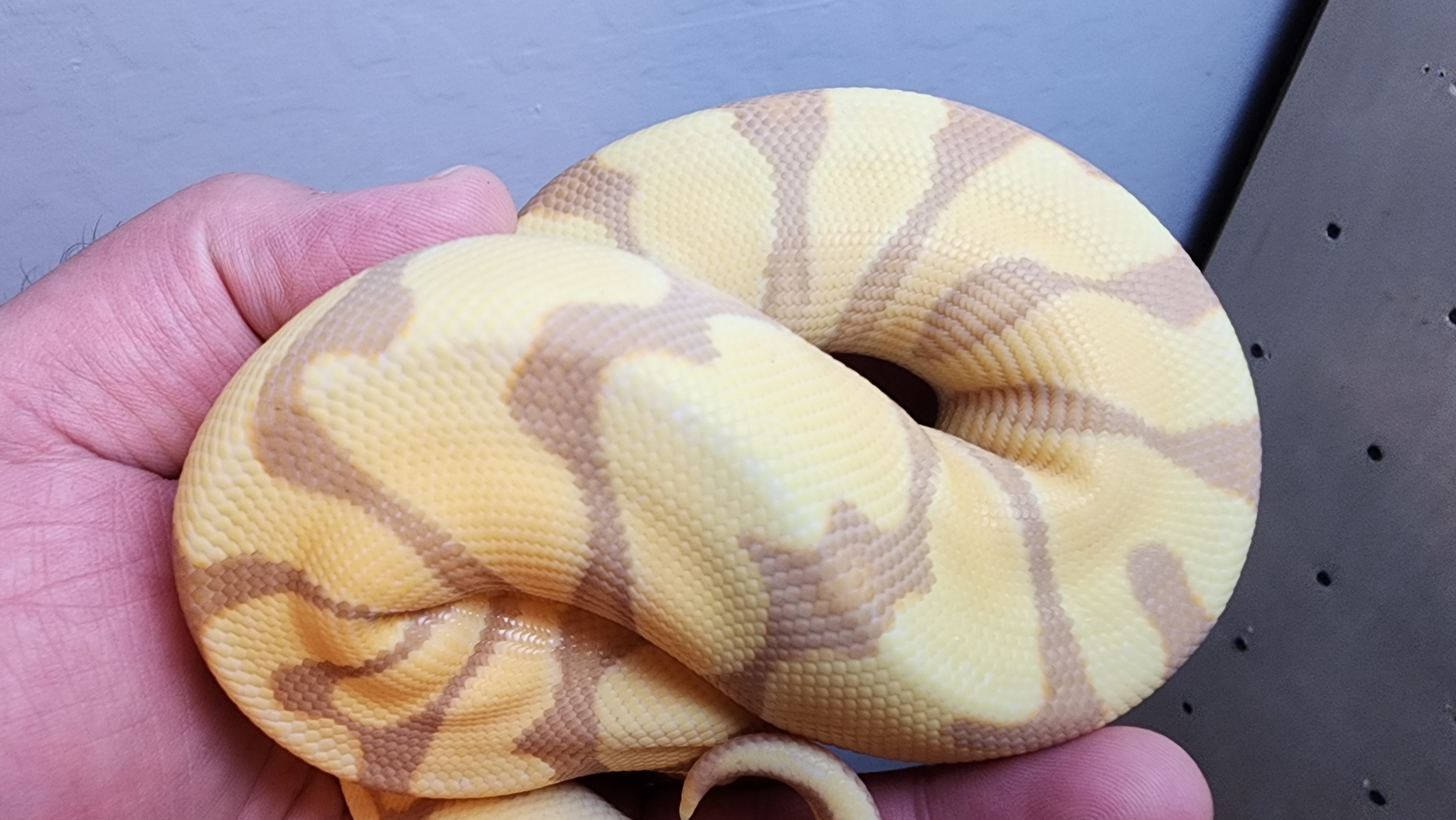 Female Enchi Ball Python Female Banana Enchi Ball Python – Frank Cuzzolina