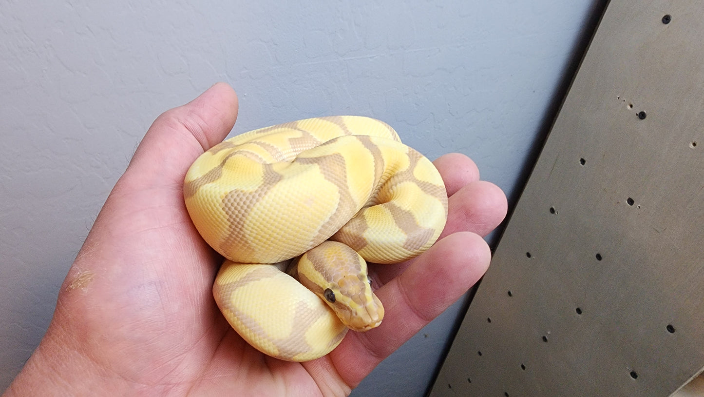 Female Banana Enchi Ball Python