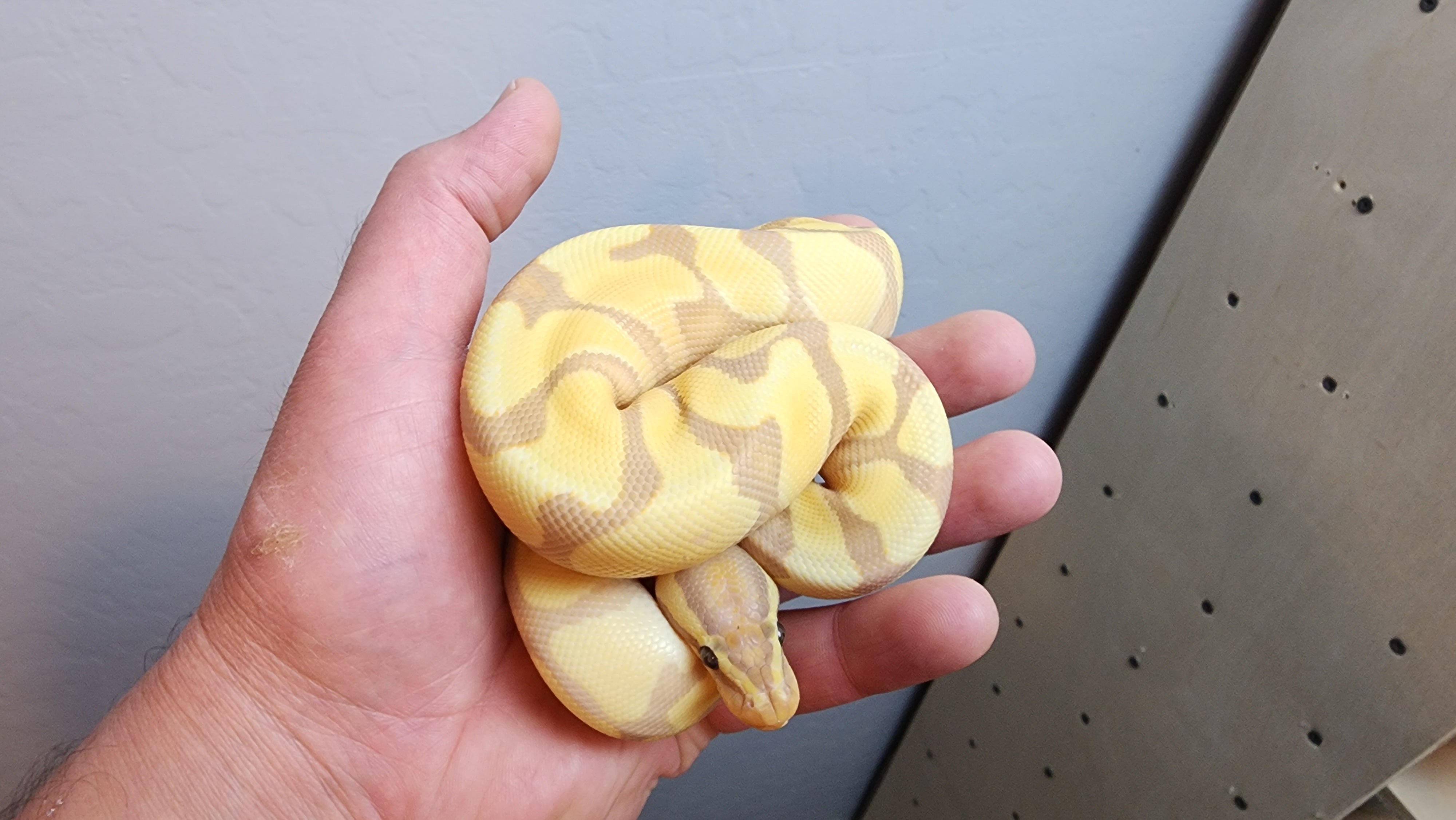 Female Enchi Ball Python Female Banana Enchi Ball Python – Frank Cuzzolina