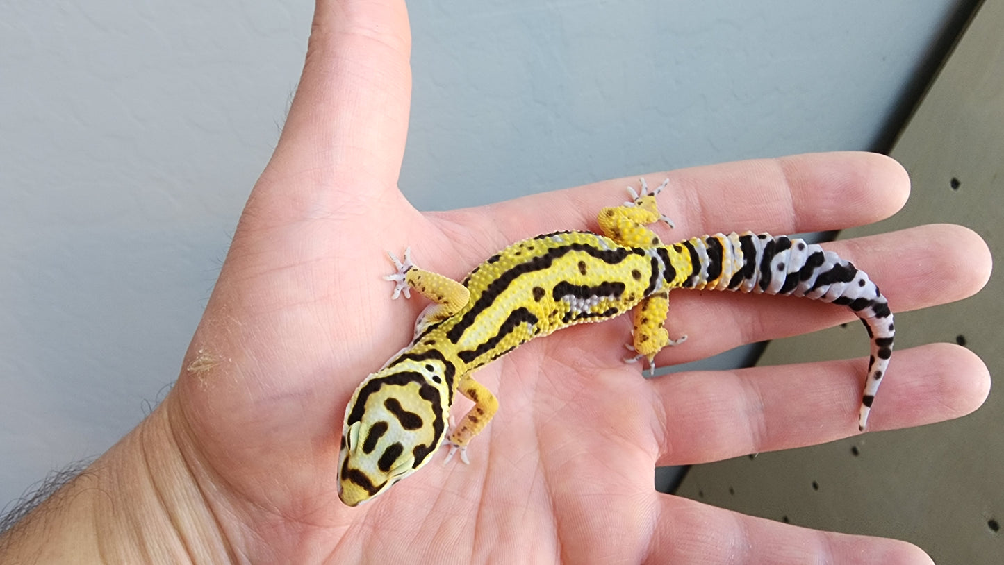 Male Hyper Xanthic Drippy Bold Stripe Bandit Leopard Gecko