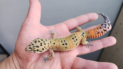 Female Clown Inferno Leopard Gecko (much nicer in person, ask for outdoor photos!)