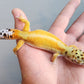Female Hyper Xanthic Inferno Bold Emerine White & Yellow Leopard Gecko