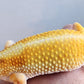 Female Hyper Xanthic Inferno Bold Emerine White & Yellow Leopard Gecko
