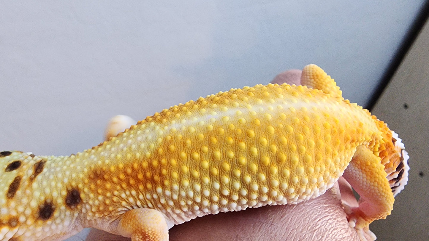 Female Hyper Xanthic Inferno Bold Emerine White & Yellow Leopard Gecko
