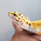 Female Hyper Xanthic Inferno Bold Emerine White & Yellow Leopard Gecko