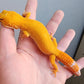 Female Super Hypo Mandarin Inferno Tremper Albino Extreme Carrot Tail Leopard Gecko (Interesting White Pigment On Head)