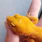 Female Super Hypo Mandarin Inferno Tremper Albino Extreme Carrot Tail Leopard Gecko (Interesting White Pigment On Head)