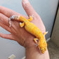 Male Mandarin Clown Leopard Gecko (much nicer in person, ask for outdoor photos!)