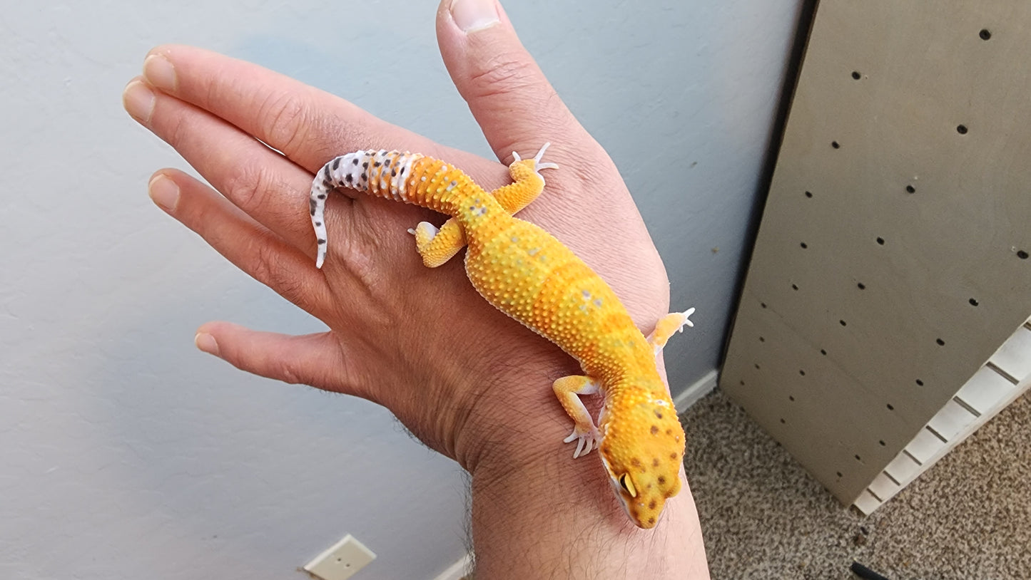 Male Mandarin Clown Leopard Gecko (much nicer in person, ask for outdoor photos!)