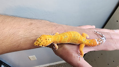 Male Mandarin Clown Leopard Gecko (much nicer in person, ask for outdoor photos!)