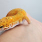 Male Mandarin Clown Leopard Gecko (much nicer in person, ask for outdoor photos!)