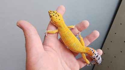Male Clown Inferno Leopard Gecko (much nicer in person, ask for outdoor photos!)