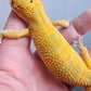 Male Clown Inferno Leopard Gecko (much nicer in person, ask for outdoor photos!)