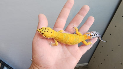 Male Clown Inferno Leopard Gecko (much nicer in person, ask for outdoor photos!)