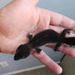 Female Pure Black Night Leopard Gecko