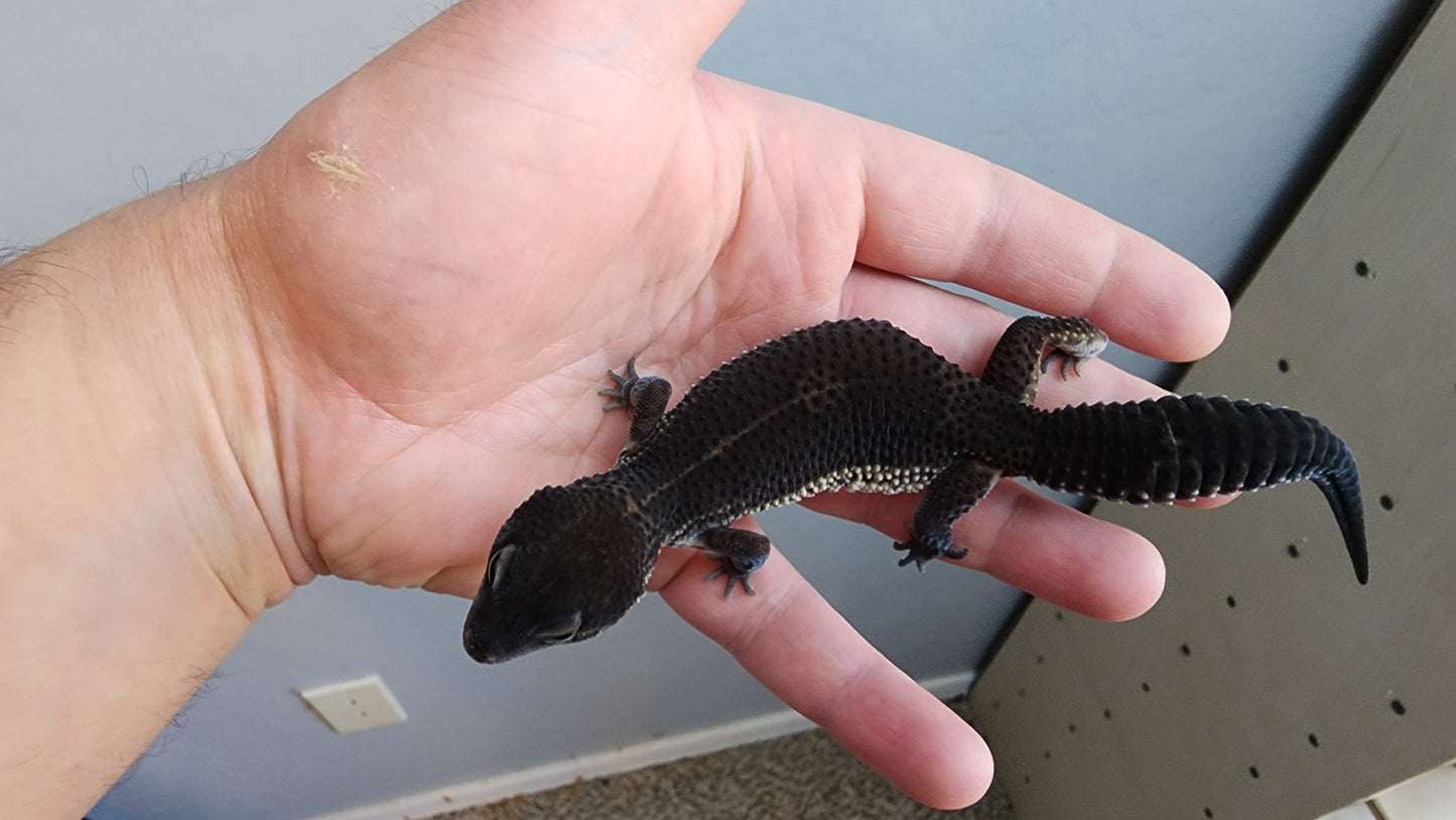 Female Pure Black Night Leopard Gecko
