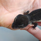 Female Pure Black Night Leopard Gecko