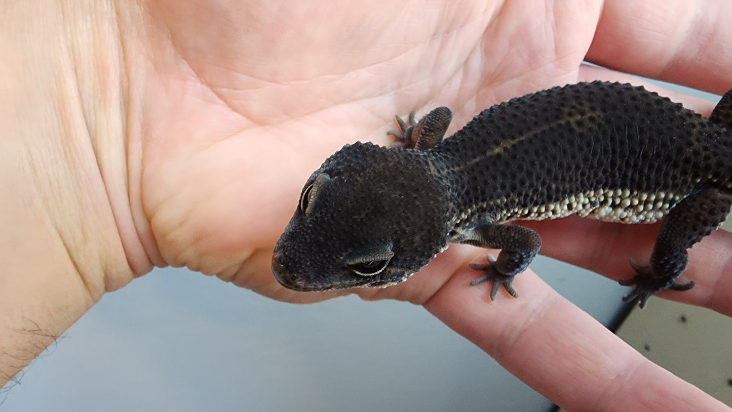Female Pure Black Night Leopard Gecko