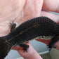 Female Pure Black Night Leopard Gecko