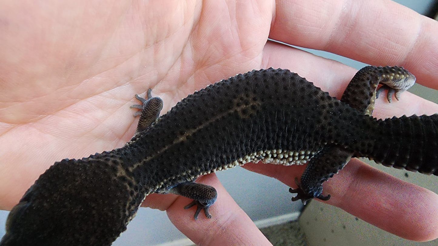 Female Pure Black Night Leopard Gecko