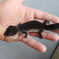 Female Pure Black Night Leopard Gecko