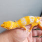 Looking Female Mandarin Inferno Heavy Pattern Tremper Albino Carrot Tail Leopard Gecko