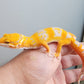 Looking Female Mandarin Inferno Heavy Pattern Tremper Albino Carrot Tail Leopard Gecko